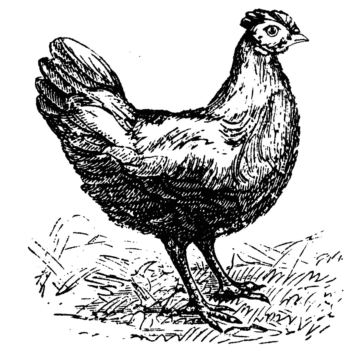Arte de la lona del rasguño del pollo