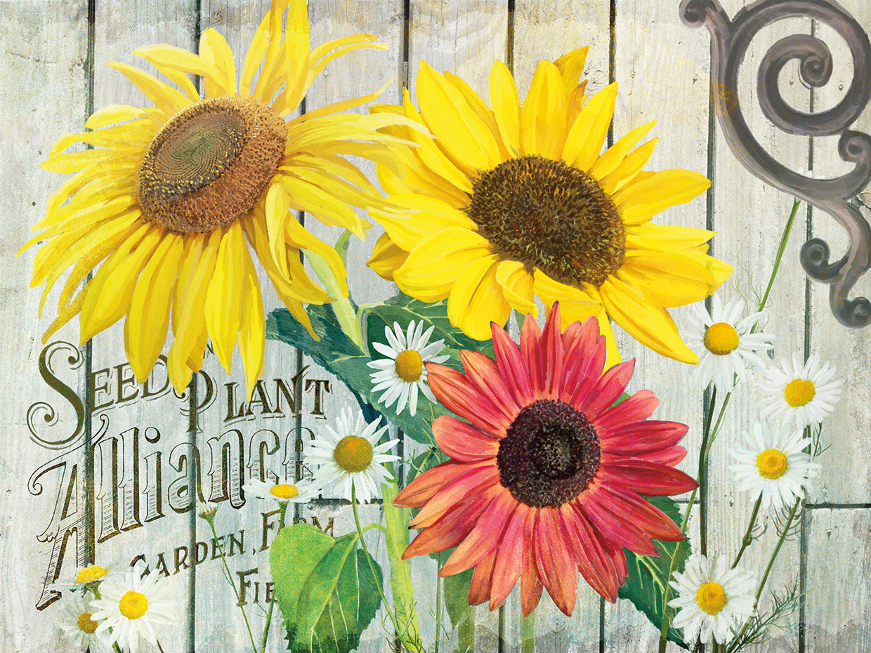 Arte de la lona de los girasoles de la semilla de la granja