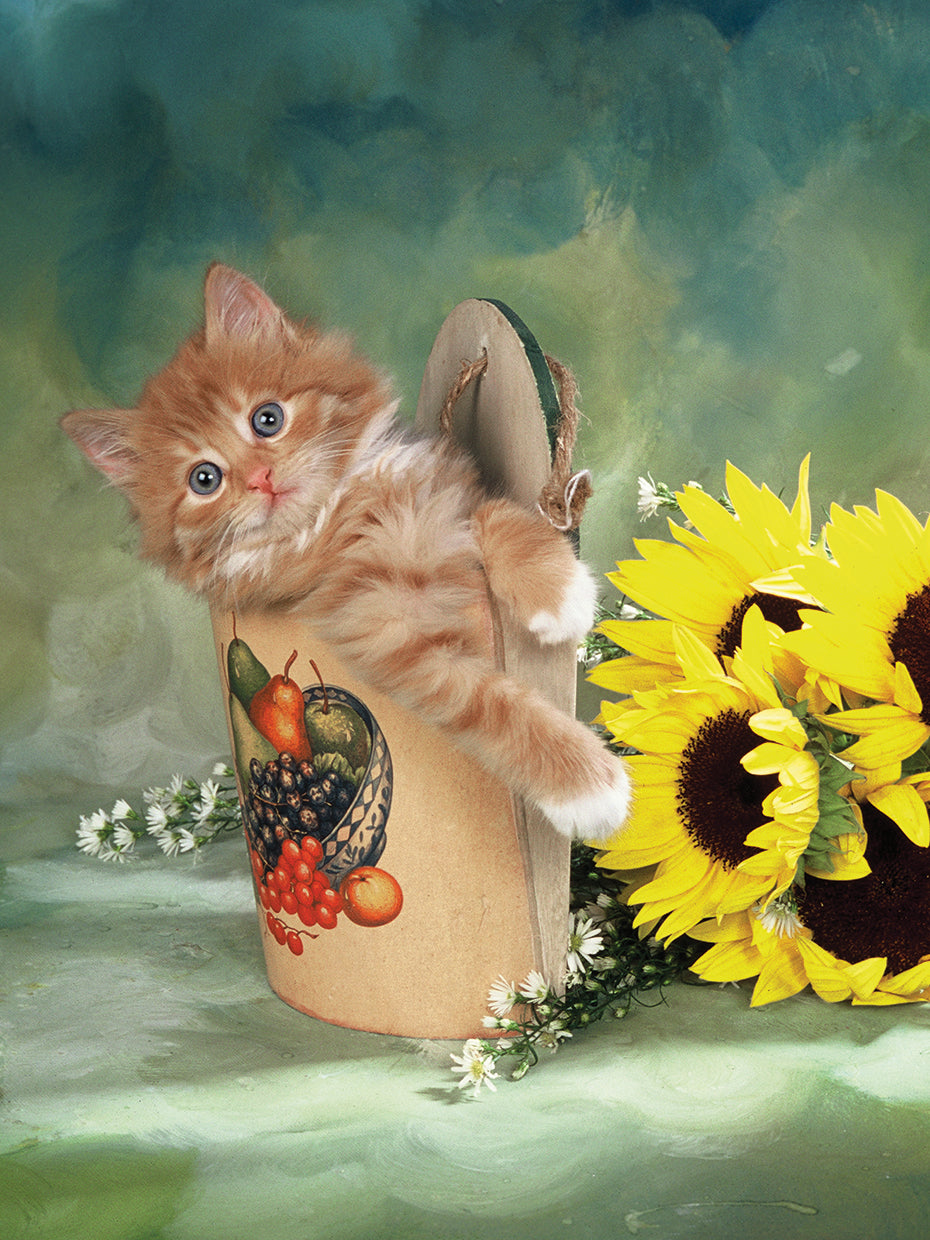 Kitty on a box and Sunflowers