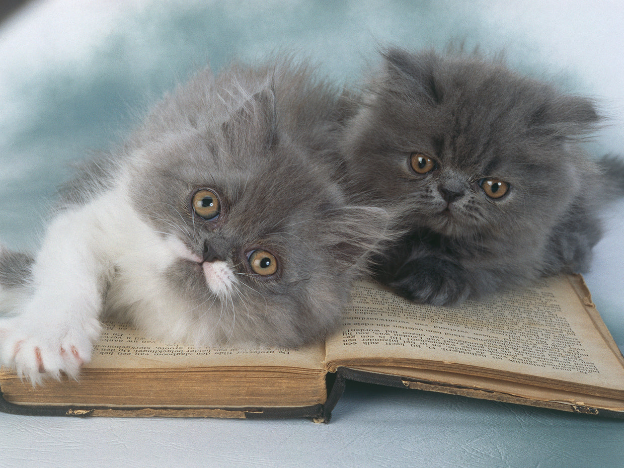 Reading Cats
