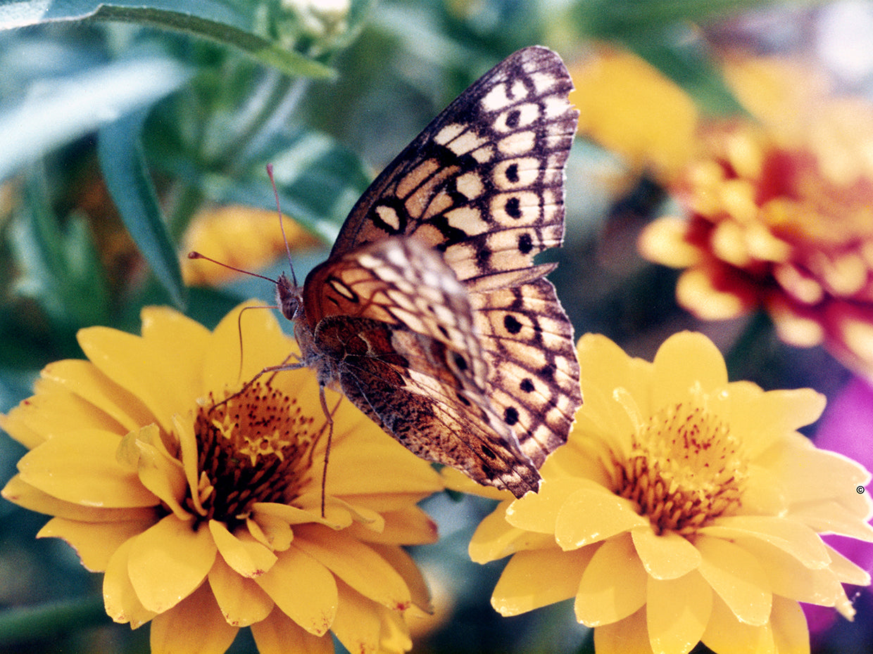 Butterfly On Flower