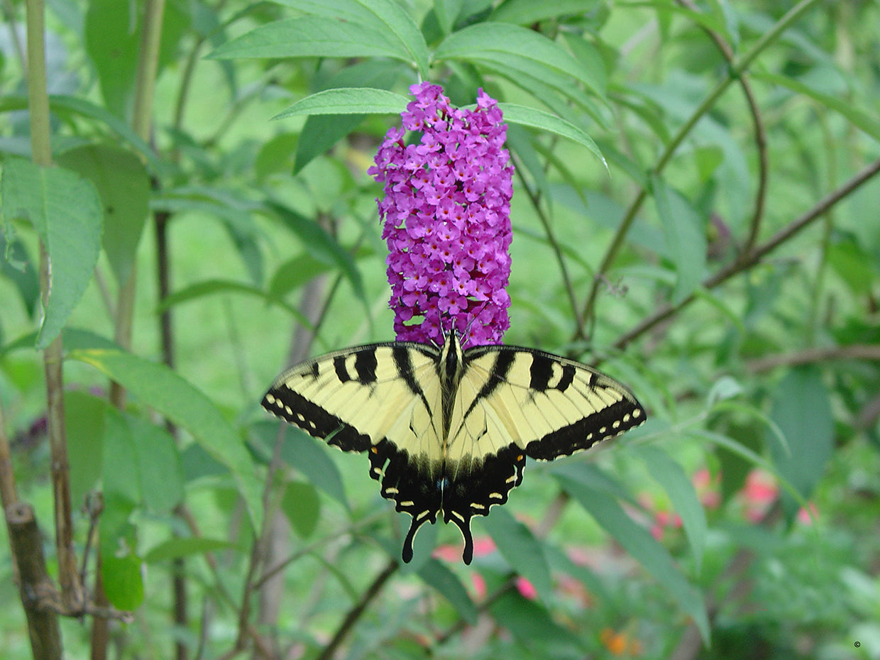 Eastern Tiger Swallowtail
