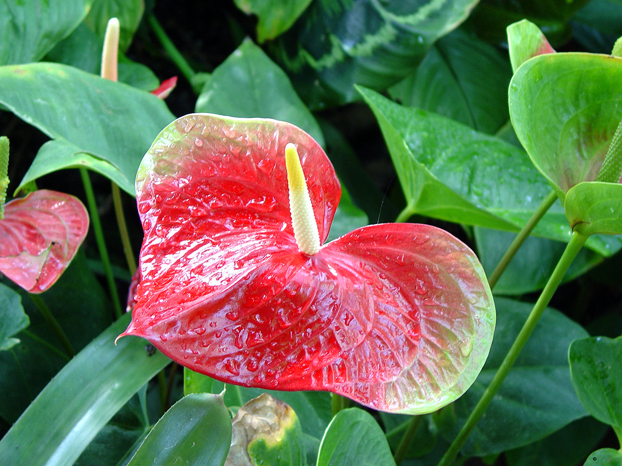 Anthurium