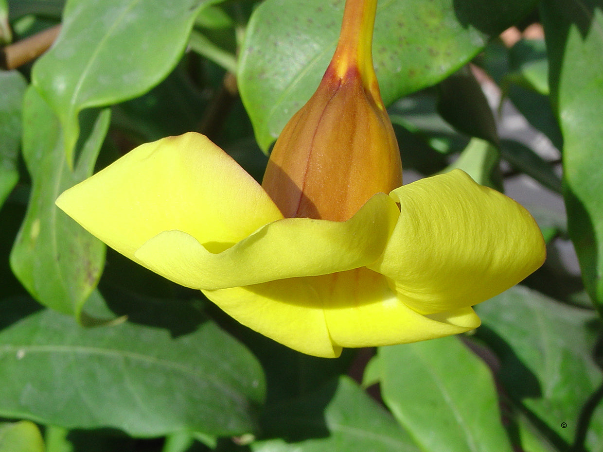 Golden Trumpet
