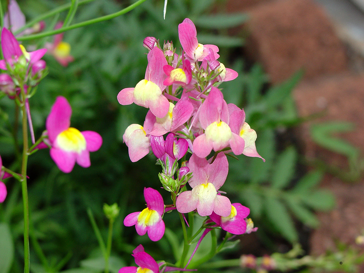 Pink Snapdragon