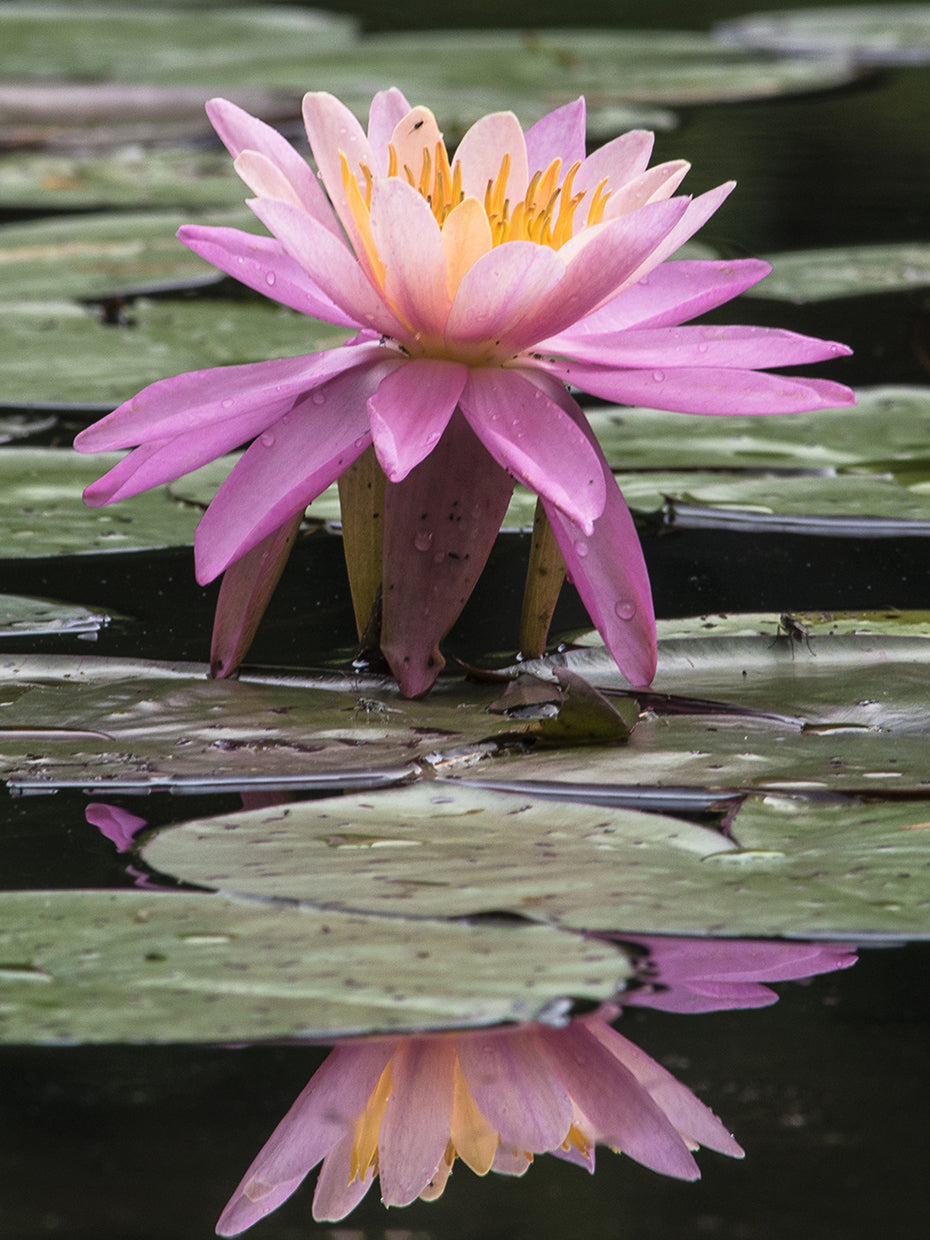 Water Lily