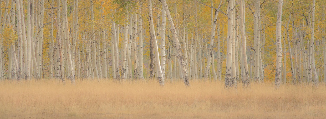 Aspens Panorama