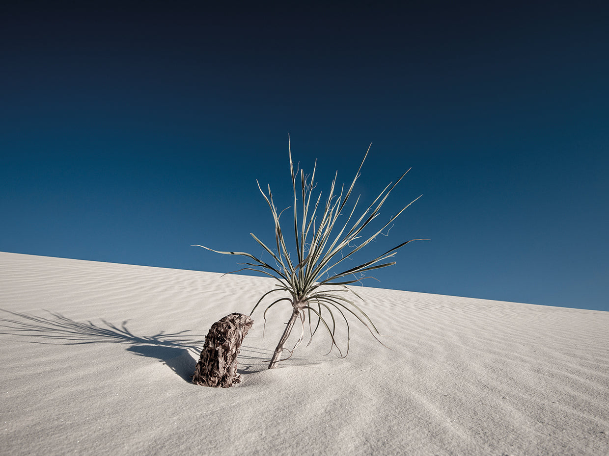 Palm on the Dune