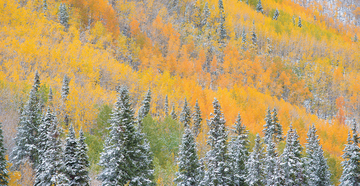 Aspens and Evergreens
