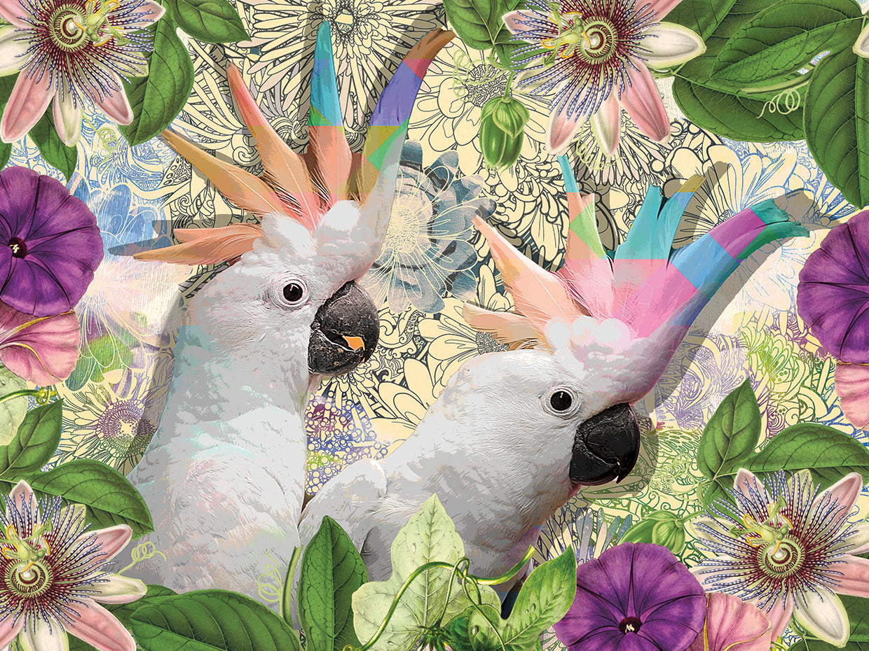 Cockatiel Pastel Passion