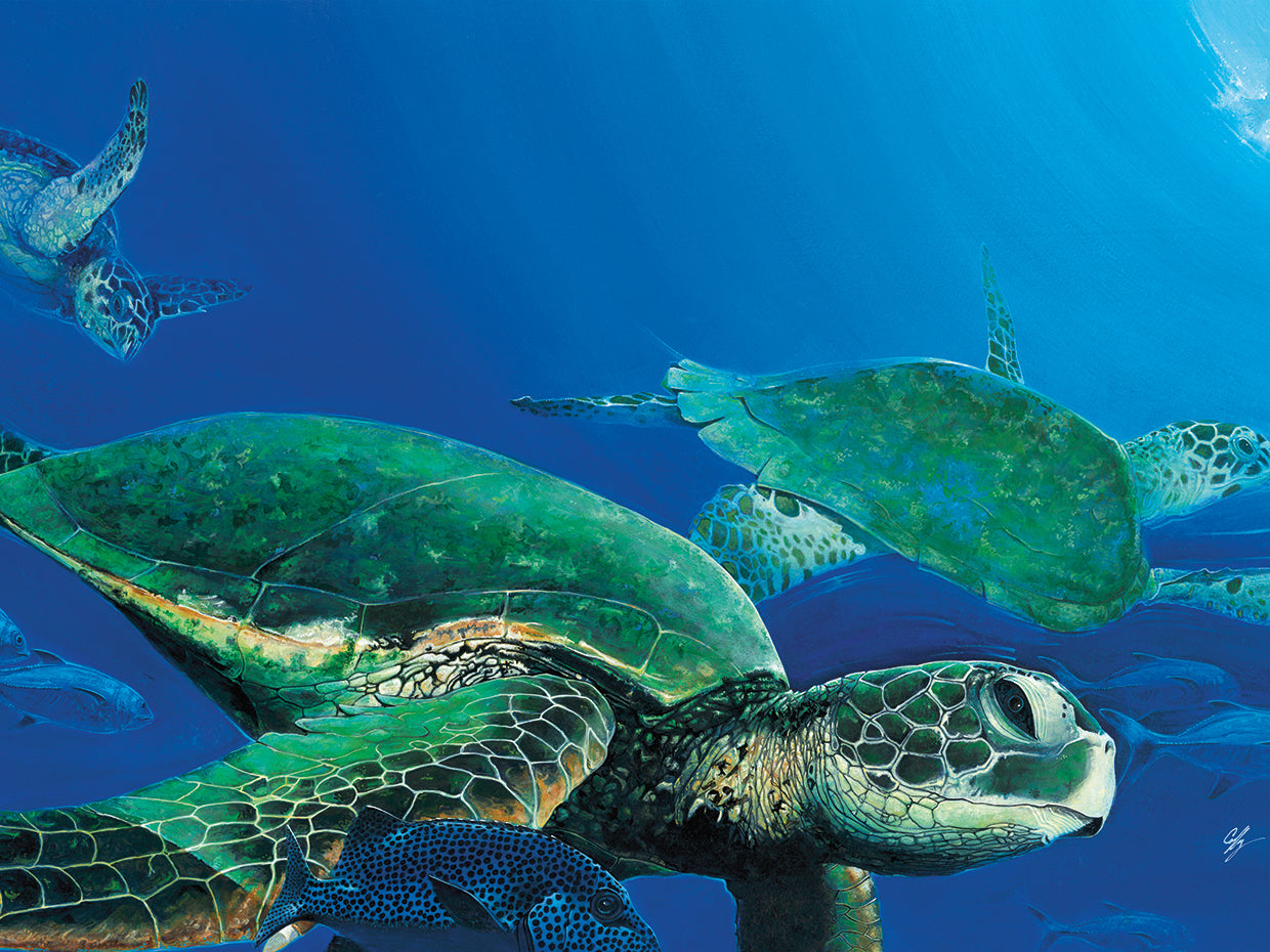 Green Sea Turtles