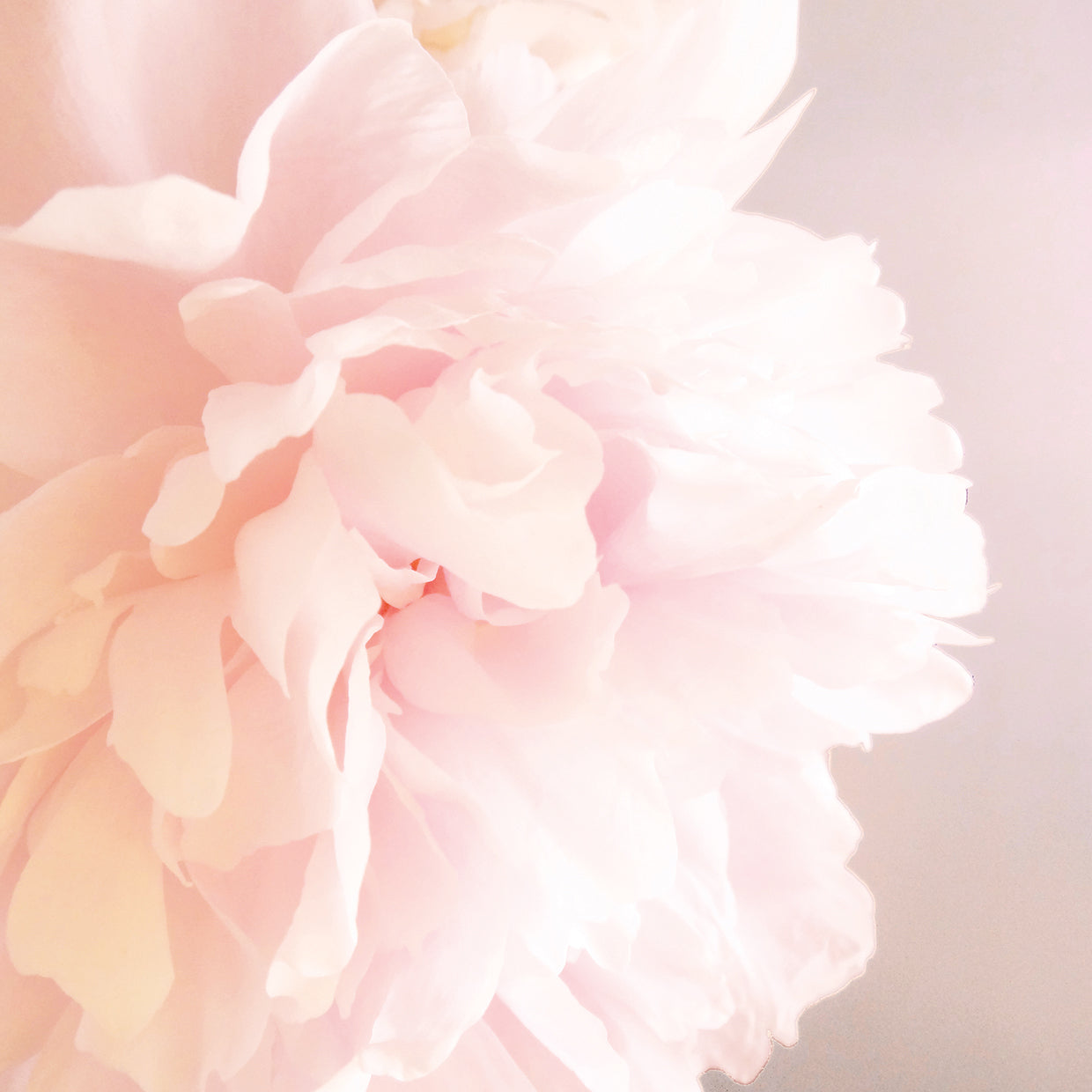 Peony V