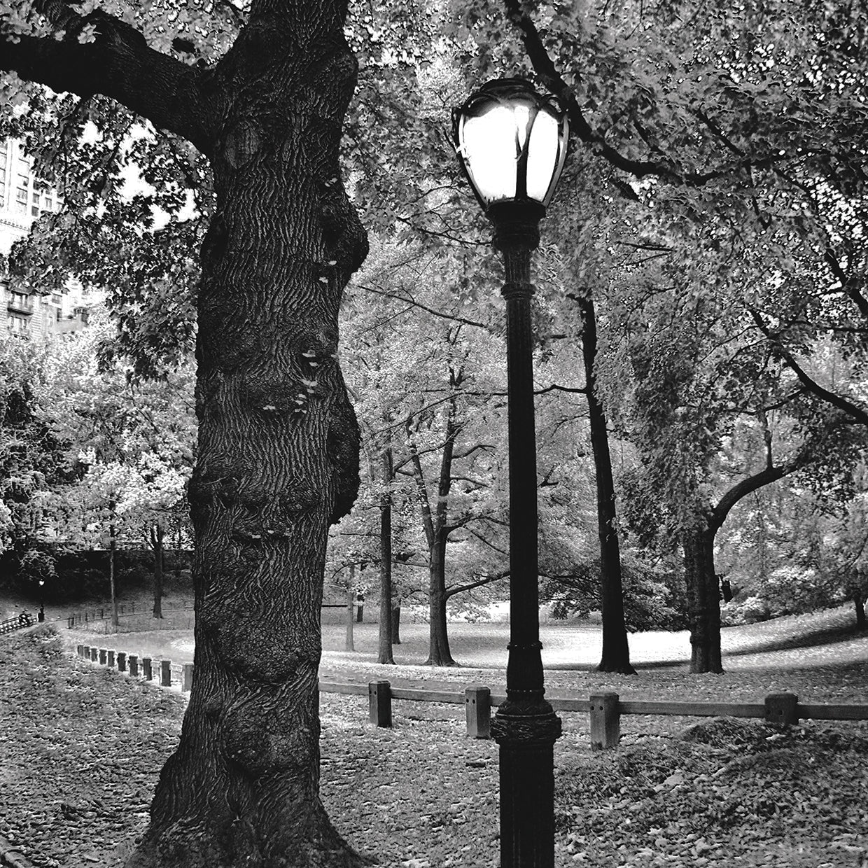A Light in Central Park