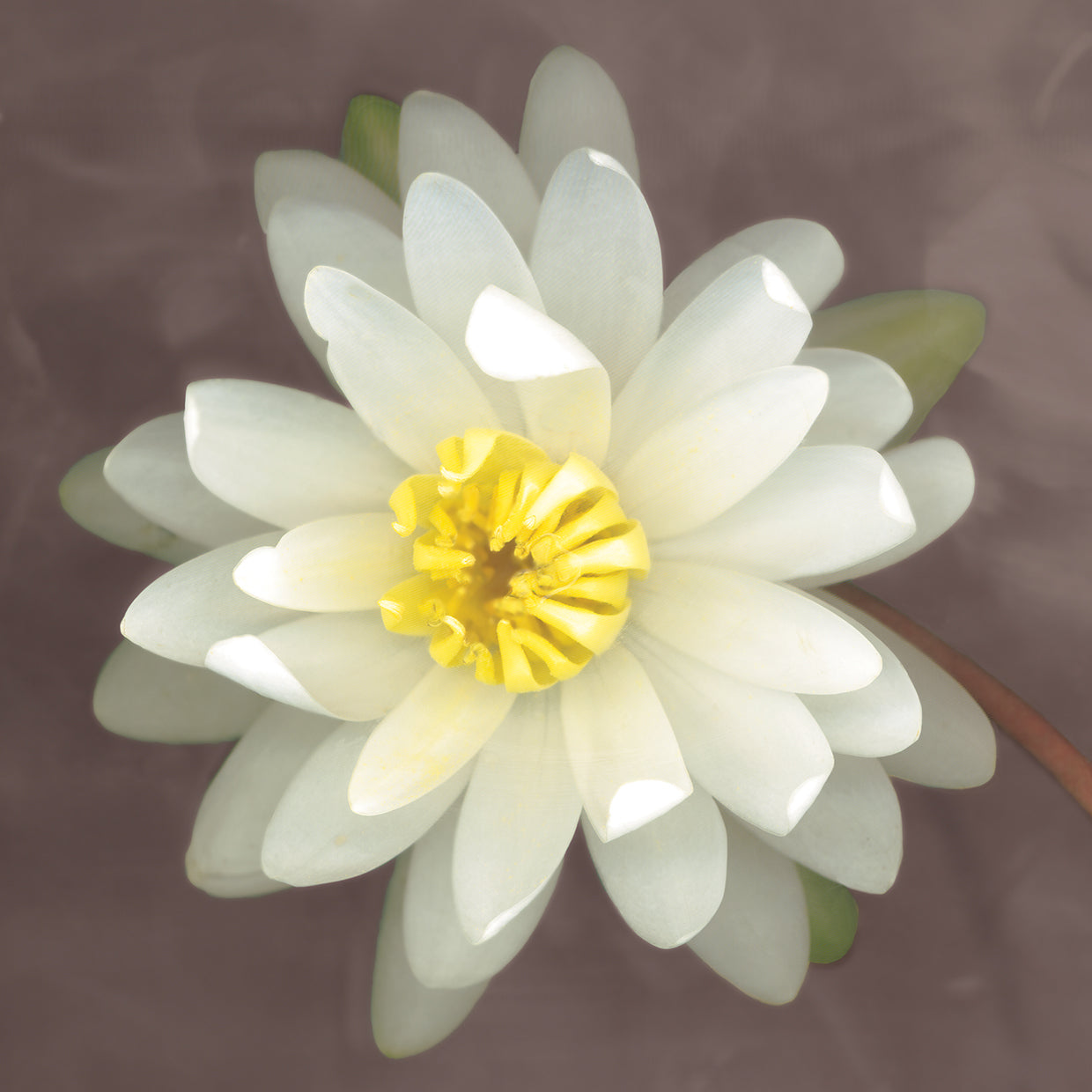 Water Lily