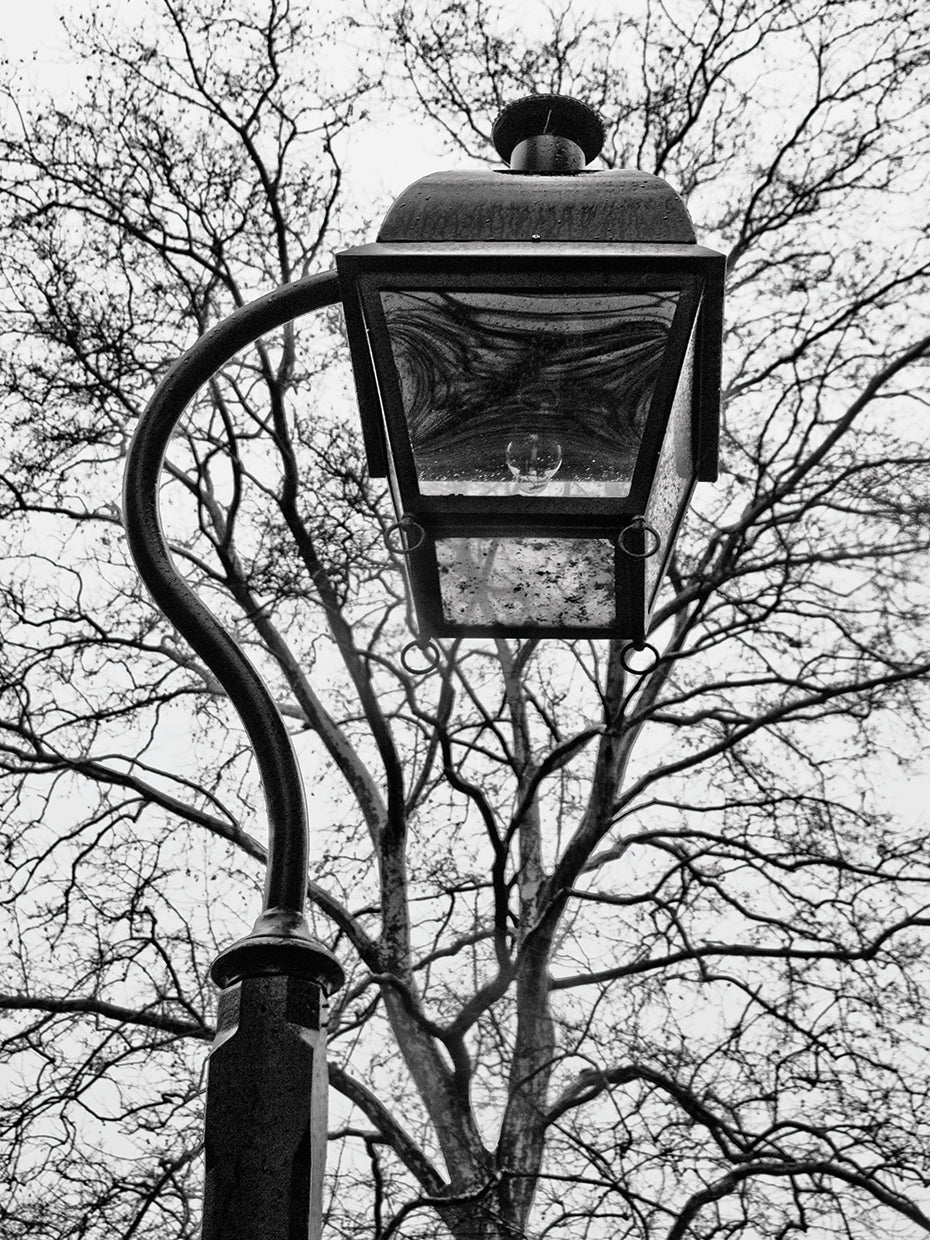 Lamp and branches
