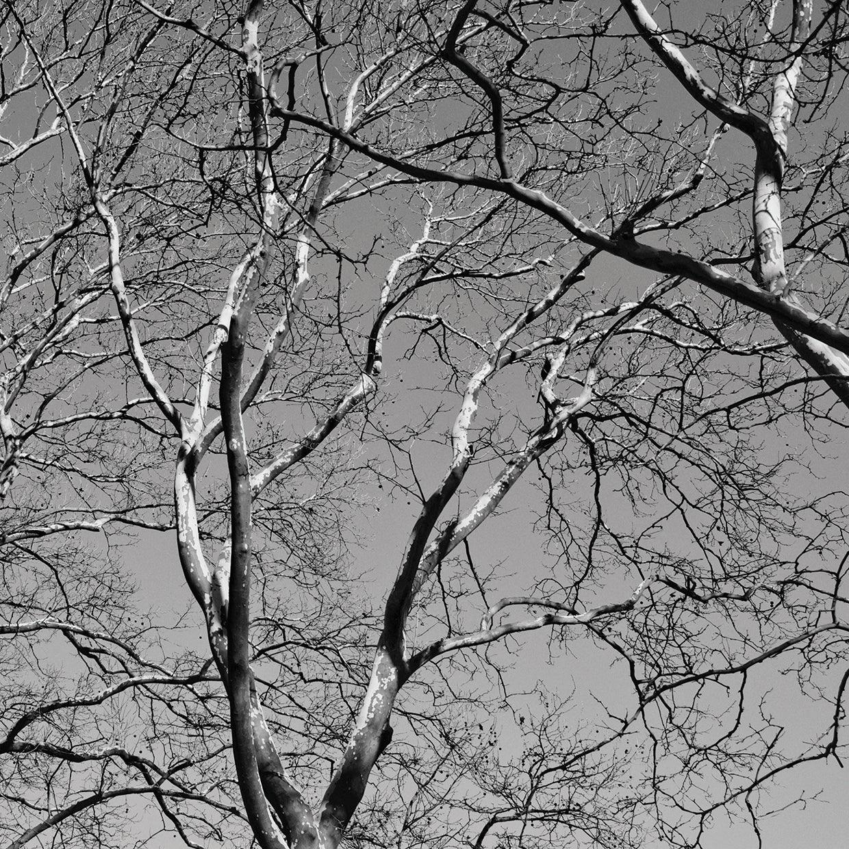 January Branches II