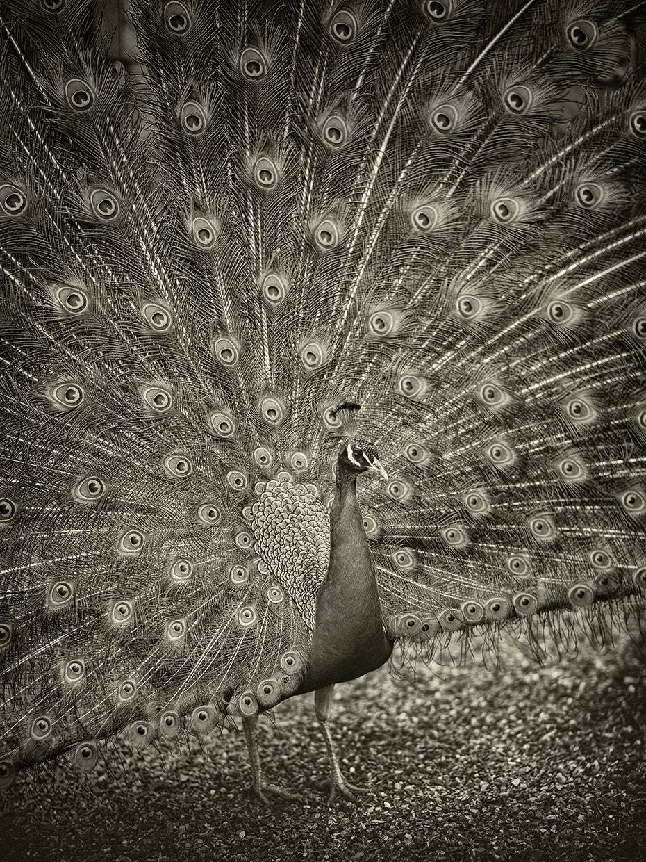 The Myth of Argus II