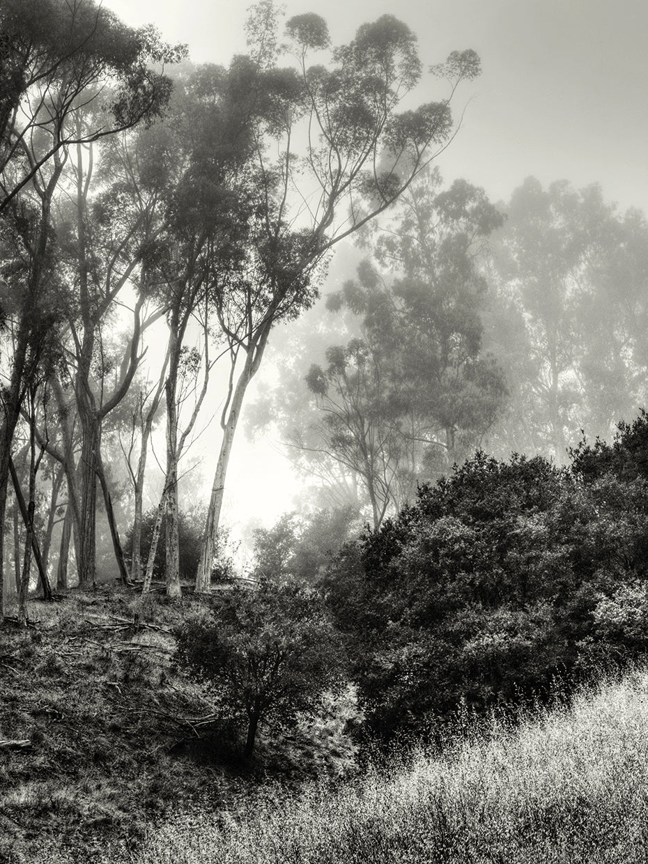 Essential Oils Redux