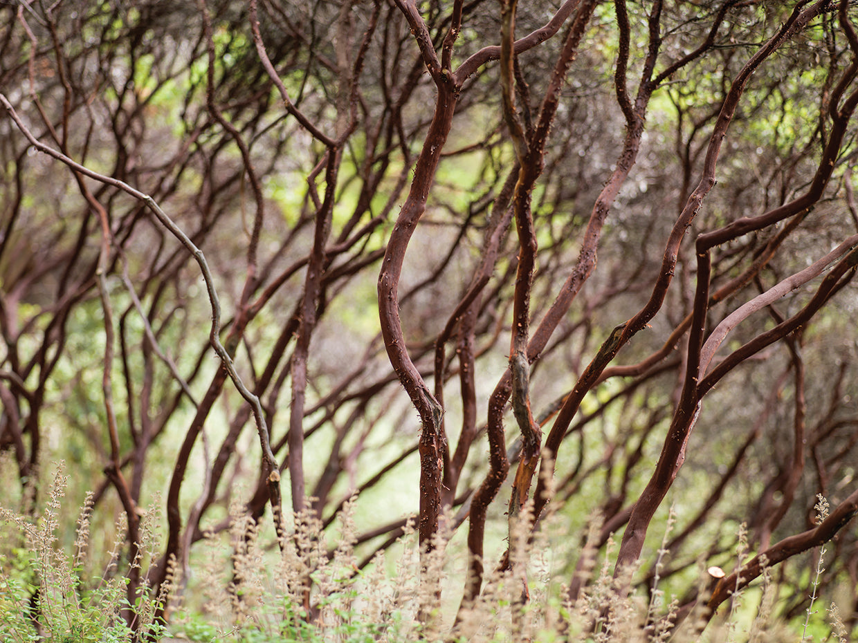 Manzanita Study II