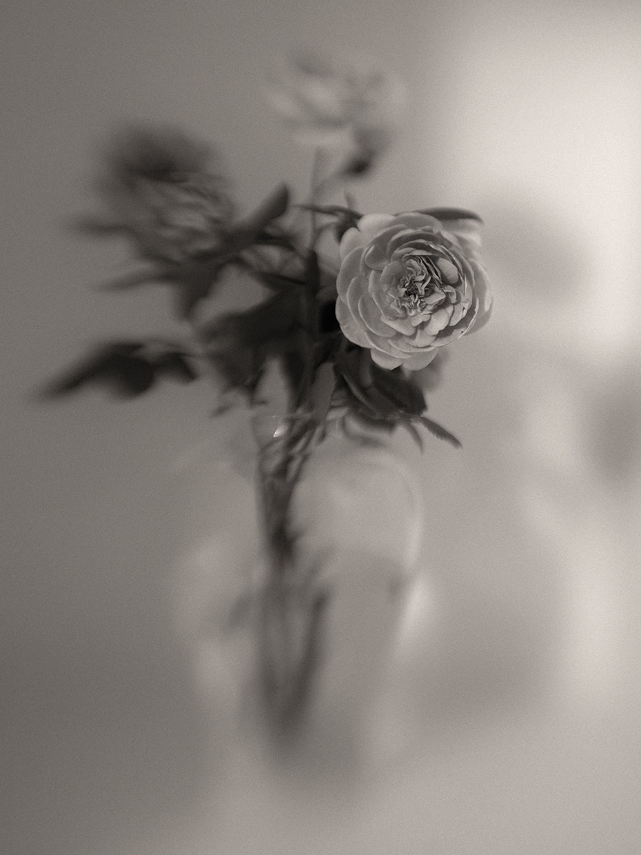 Steuben and Roses Study