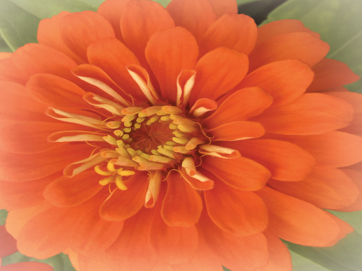 Orange Zinnia