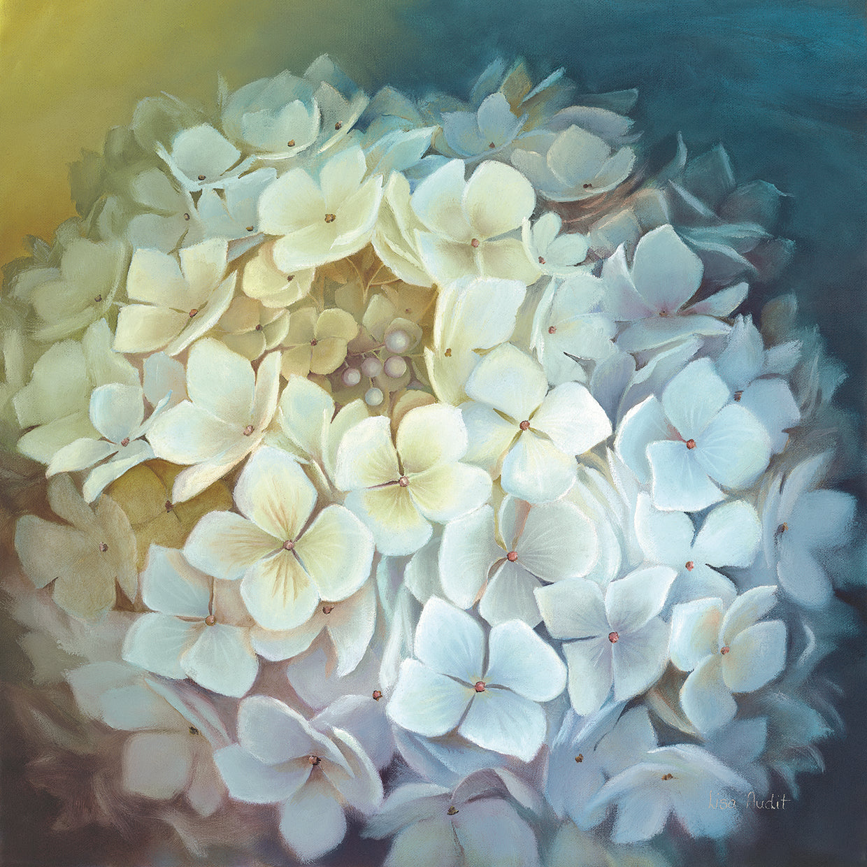 Hydrangea