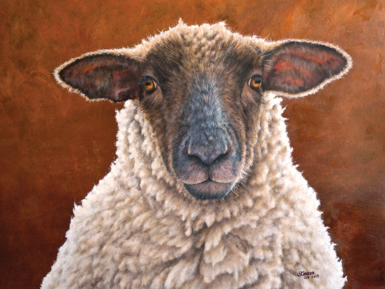 Portrait of a Sheep