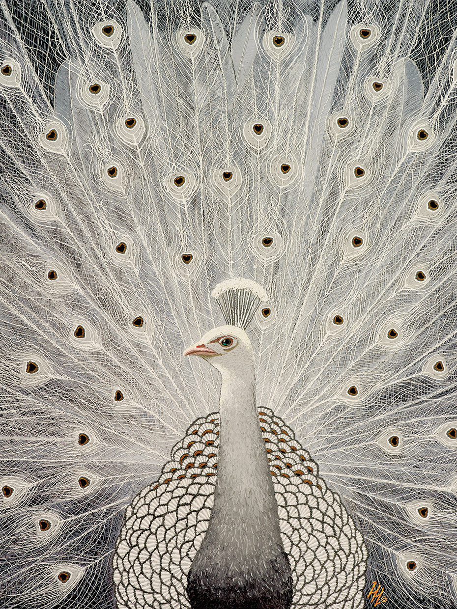 White Peacock