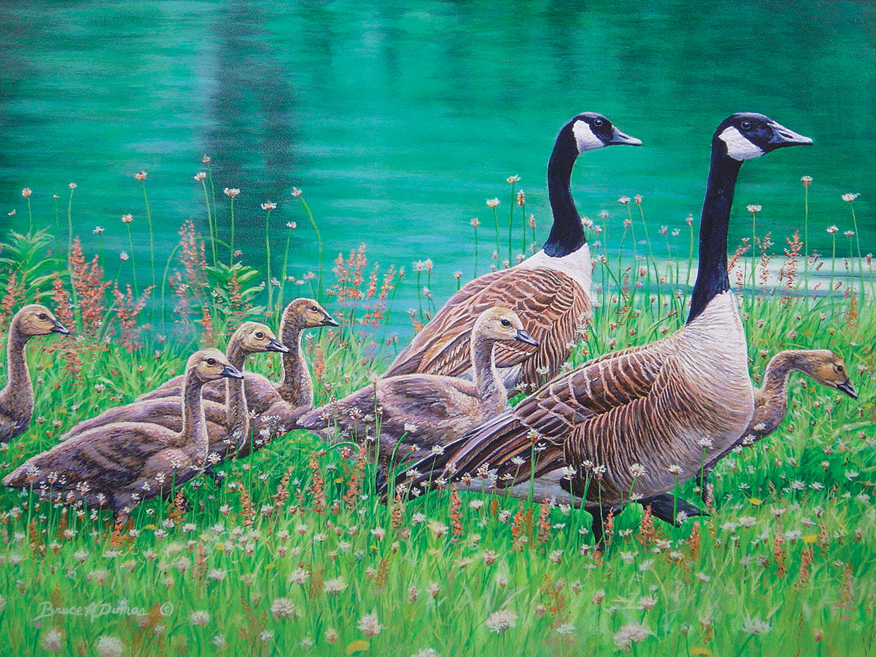 Goose Family Outing