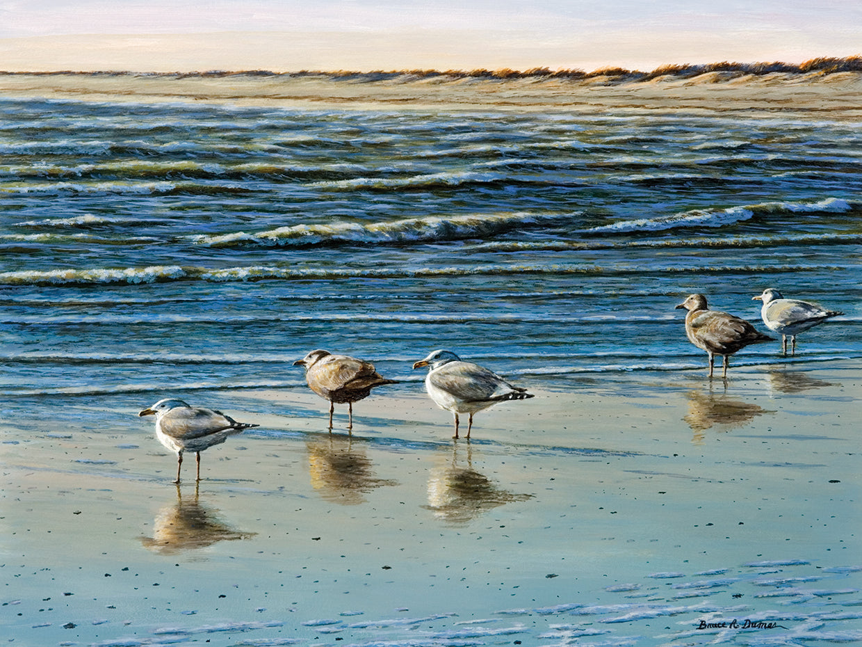 Cape May Herring Gulls
