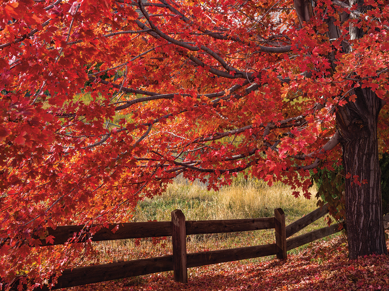 Flames on the Fence Master