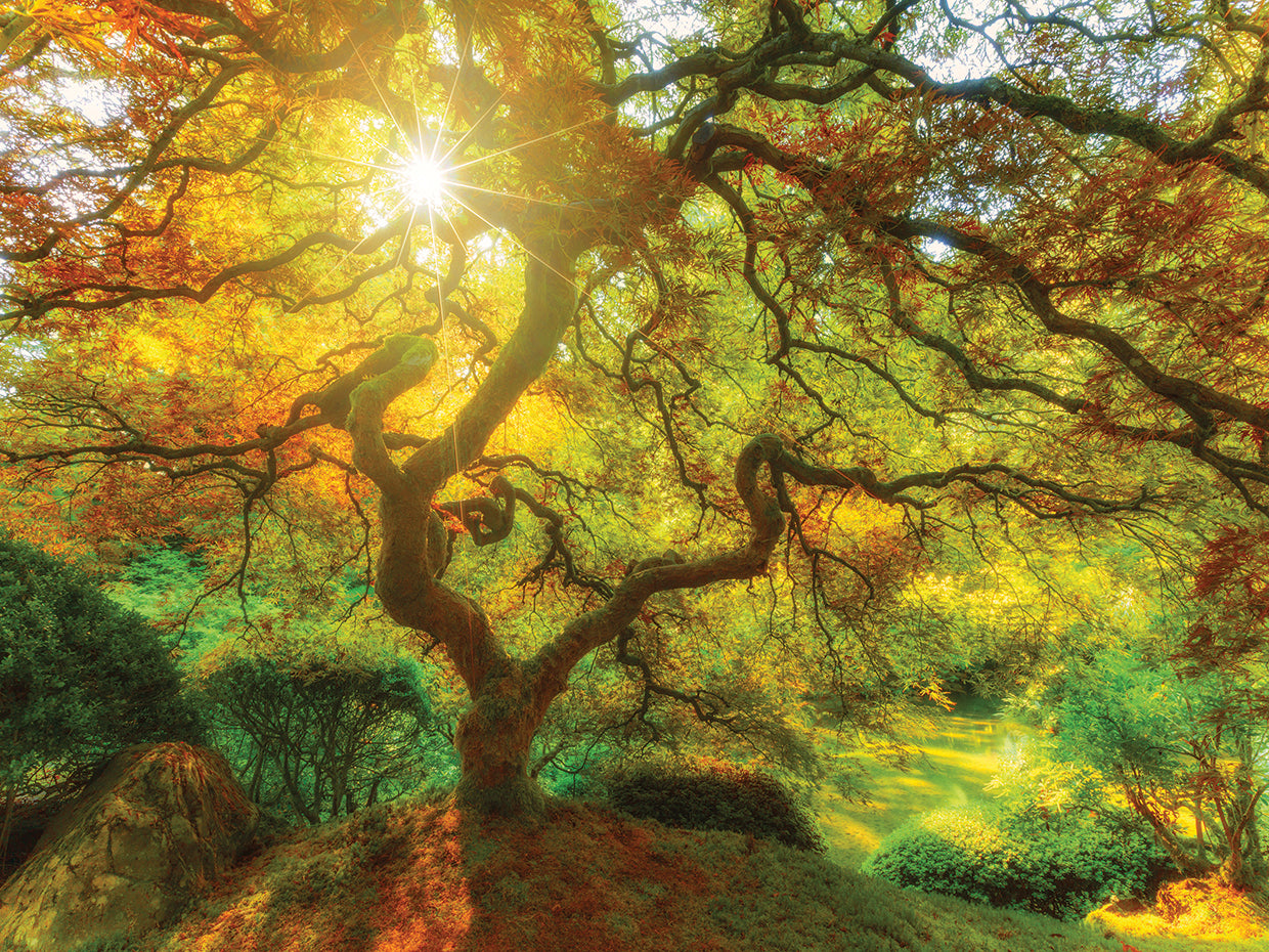 Good Morning Sunshine