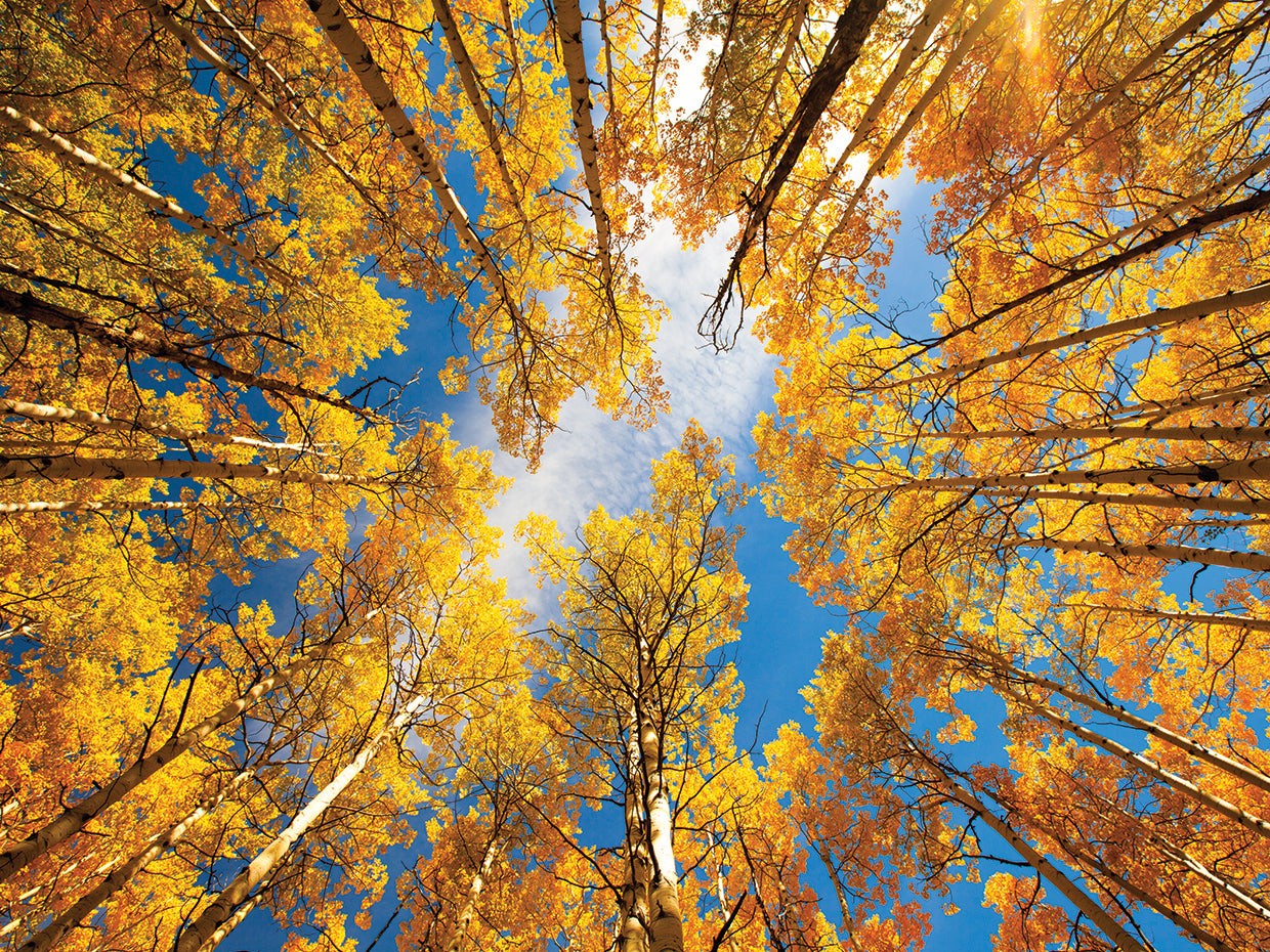 Towering Aspens