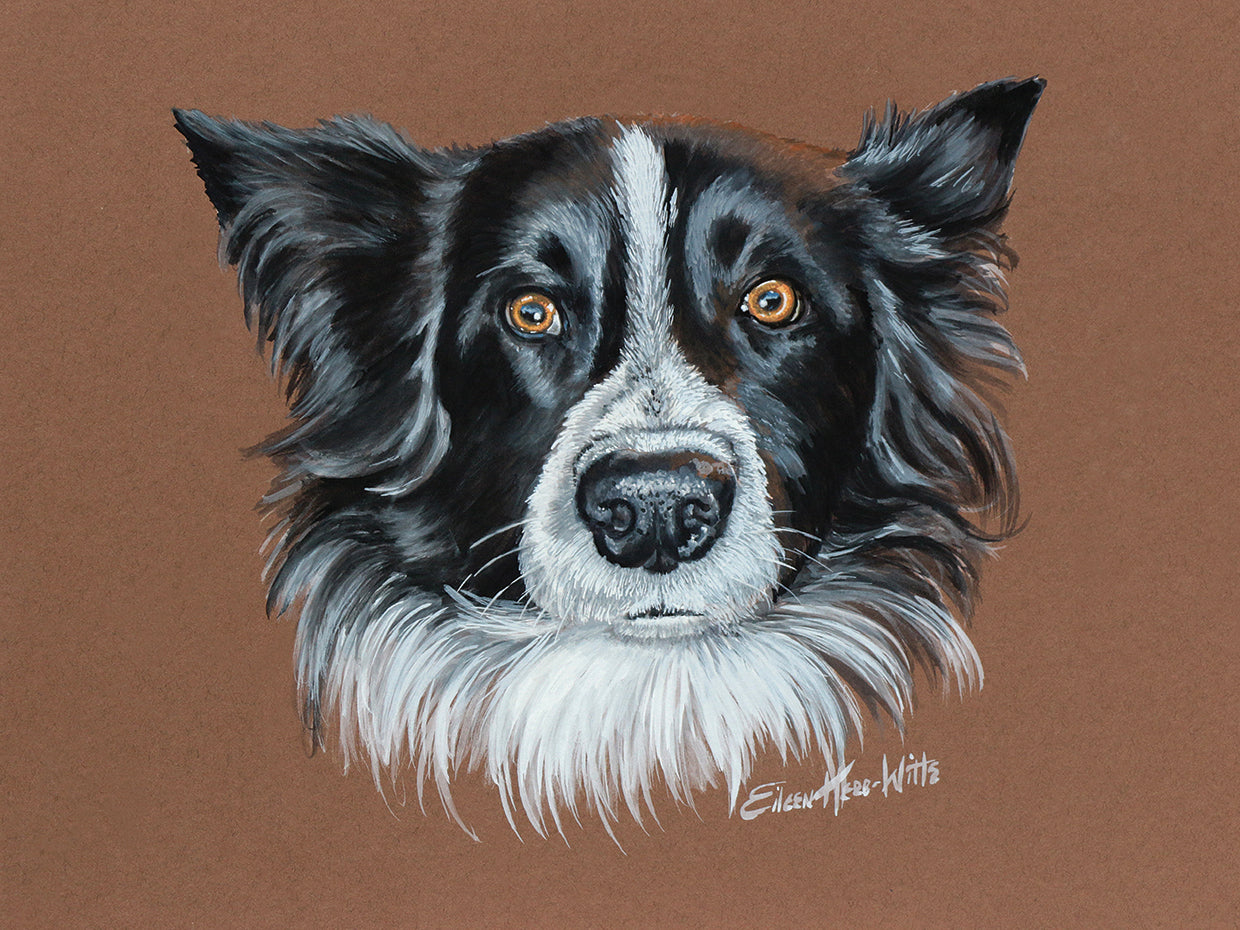 Gunner Border Collie