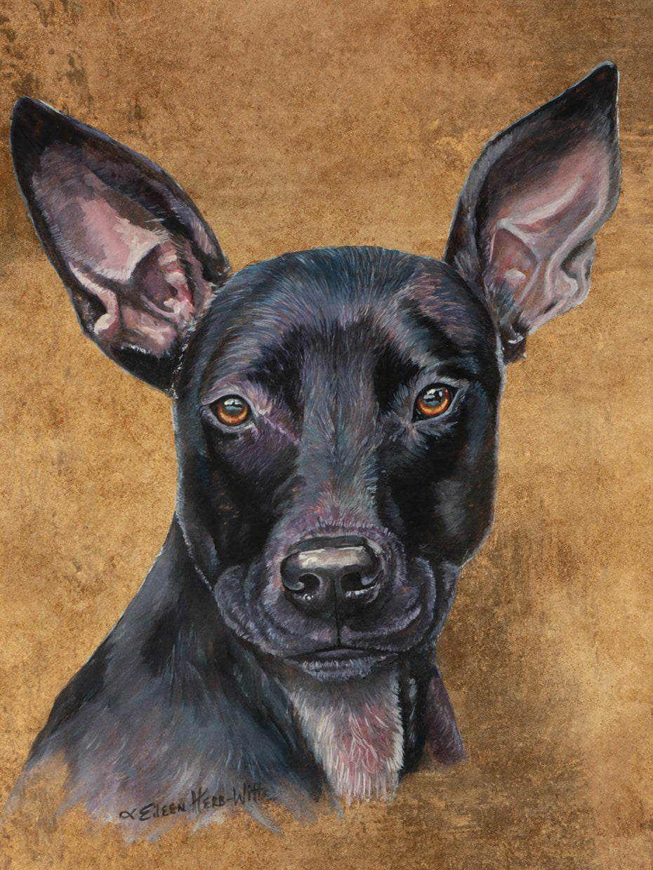 Missy Pitbullmix Dog