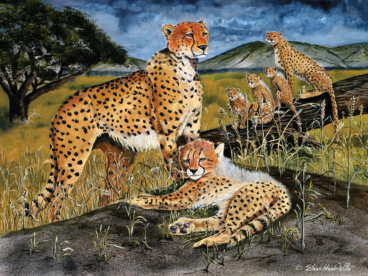 Cheetah Family