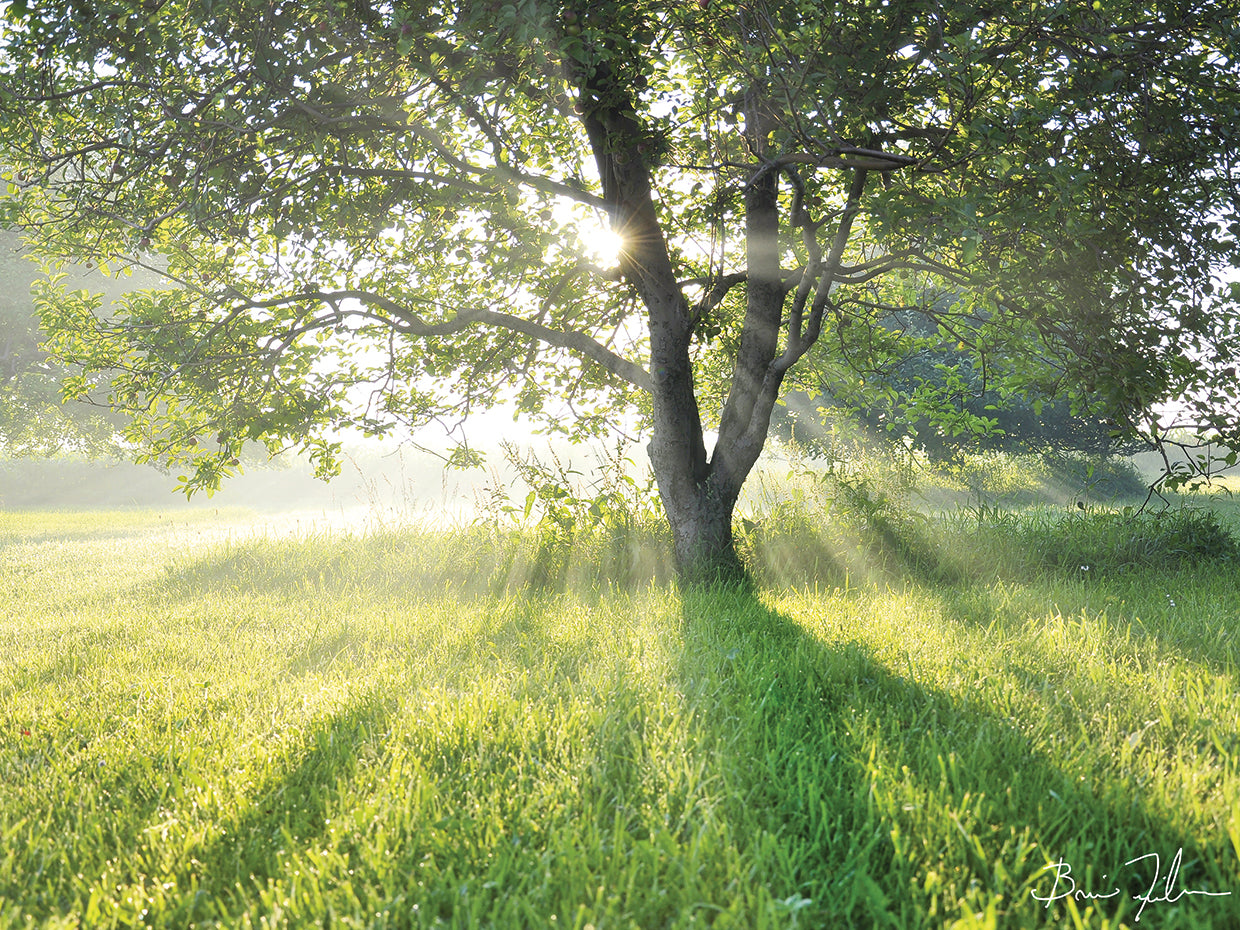 Orchard Sunrays
