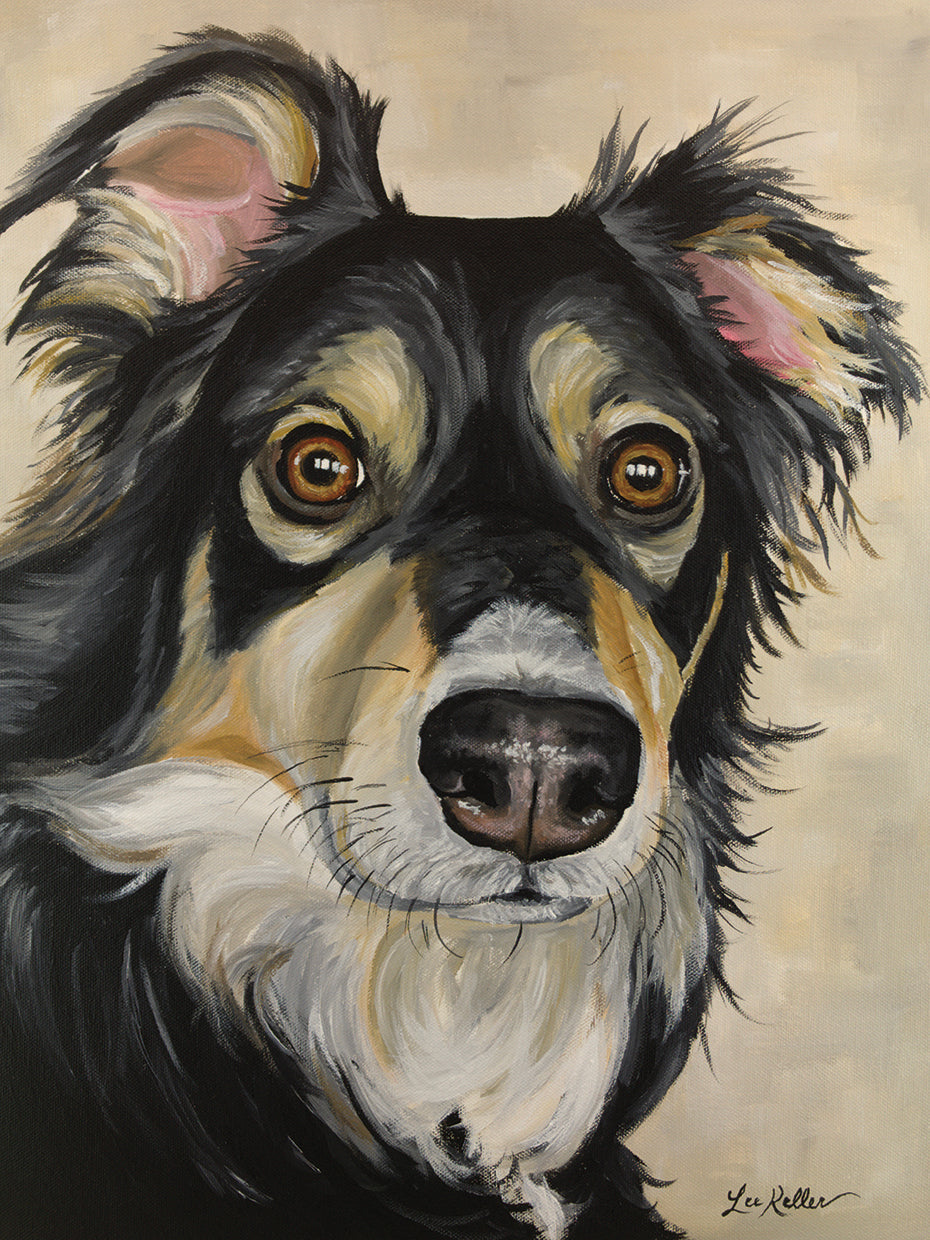 Australian Shepherd Sophie