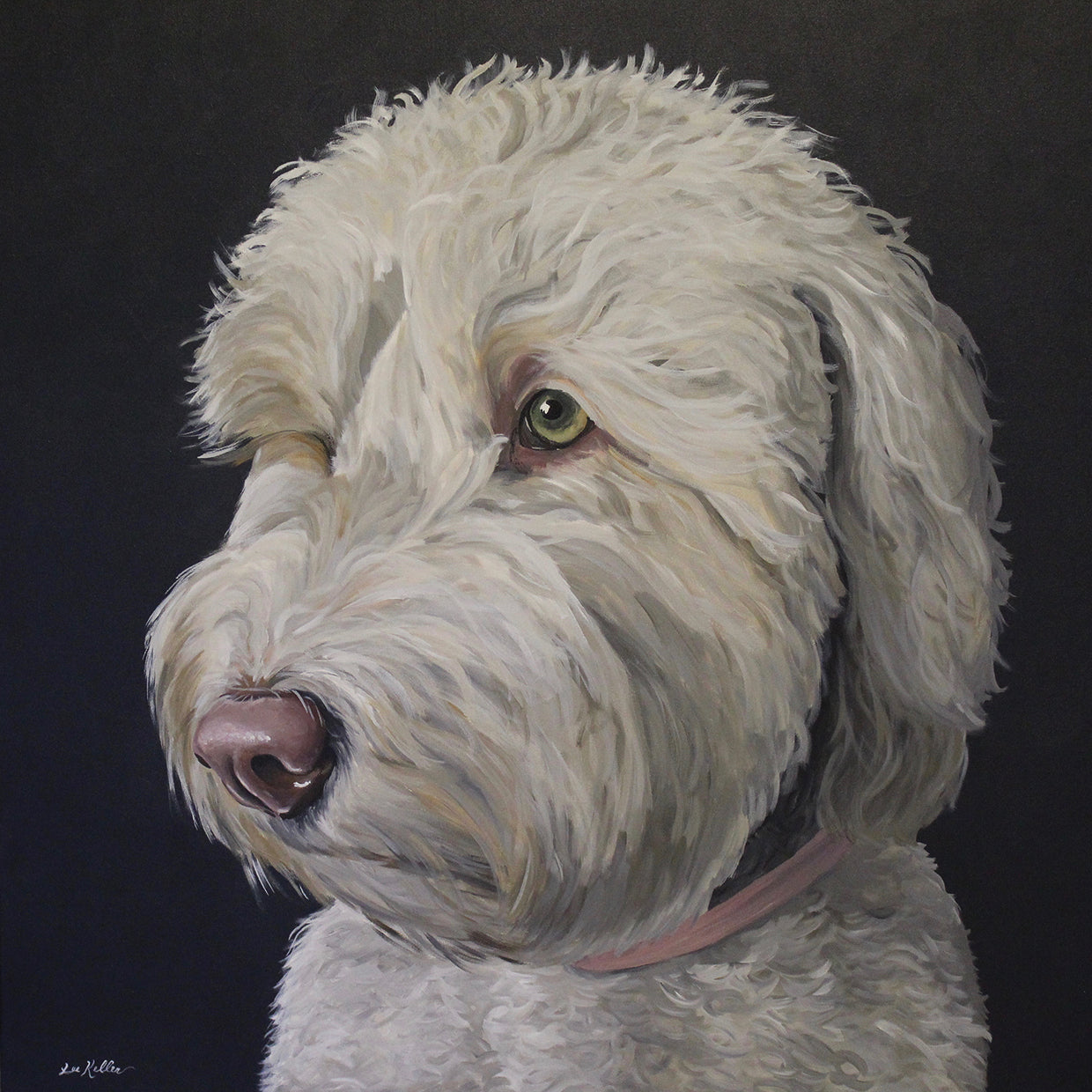 Labradoodle Goldendoodle White With Black Background
