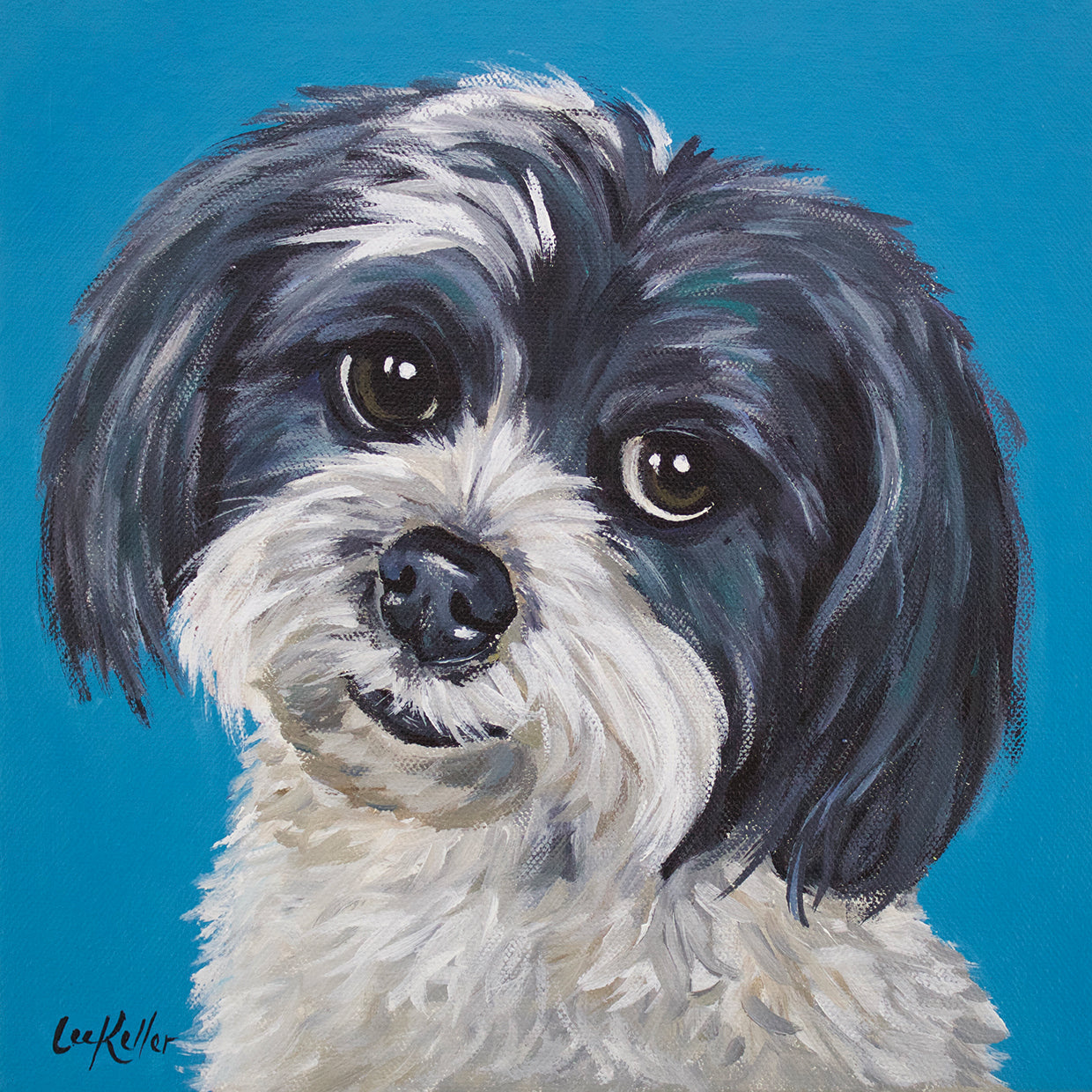 Maltese Shihtzu Mix Maggie