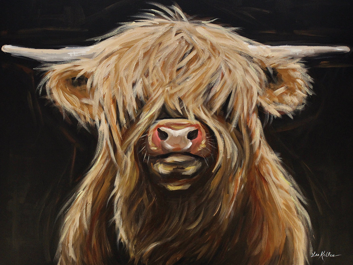 Black Background Highland Cow On Black 1 Shamus