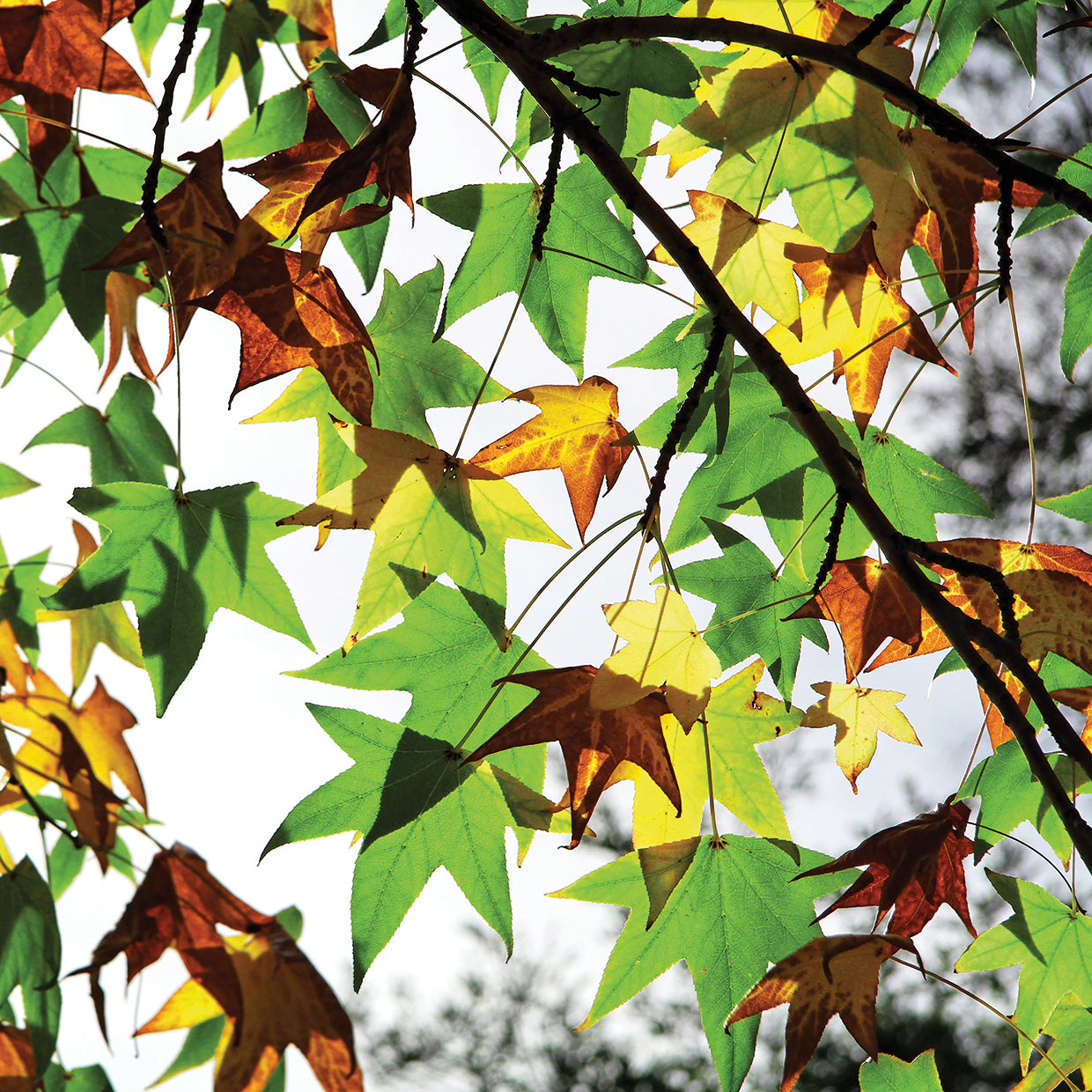 First Signs Of Autumn