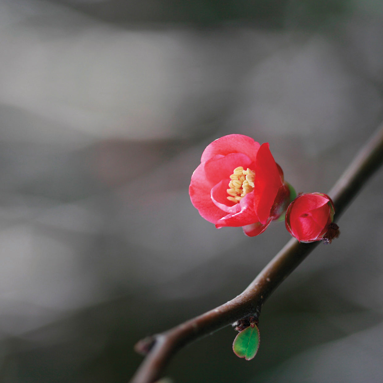Primavera en flor Lienzo