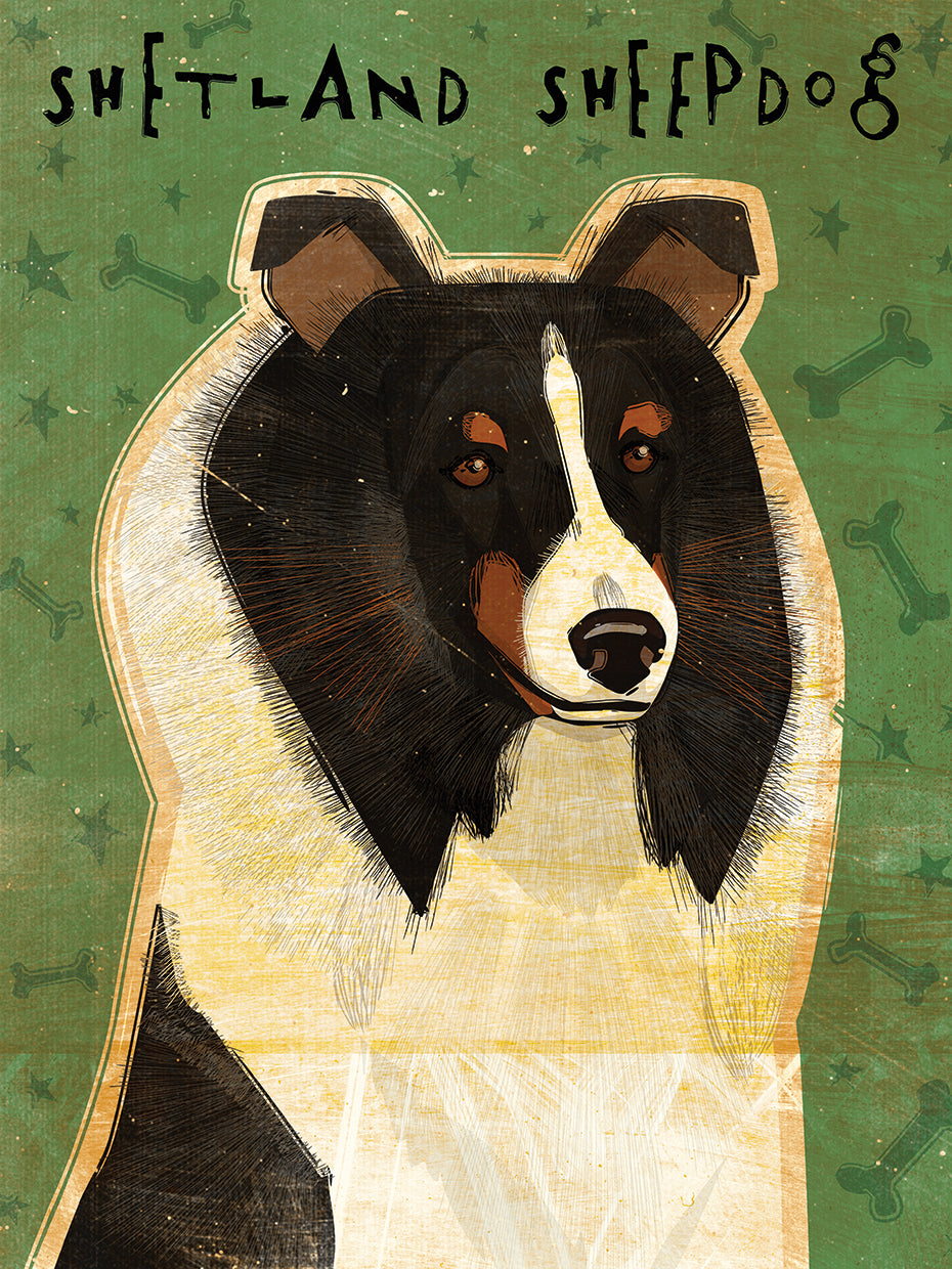 Shetland Sheepdog - Tri-Color