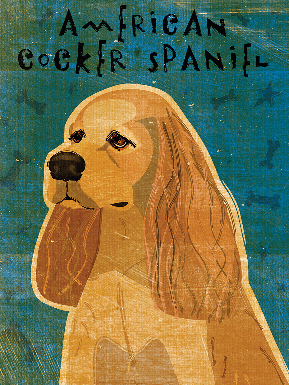 American Cocker Spaniel (buff)