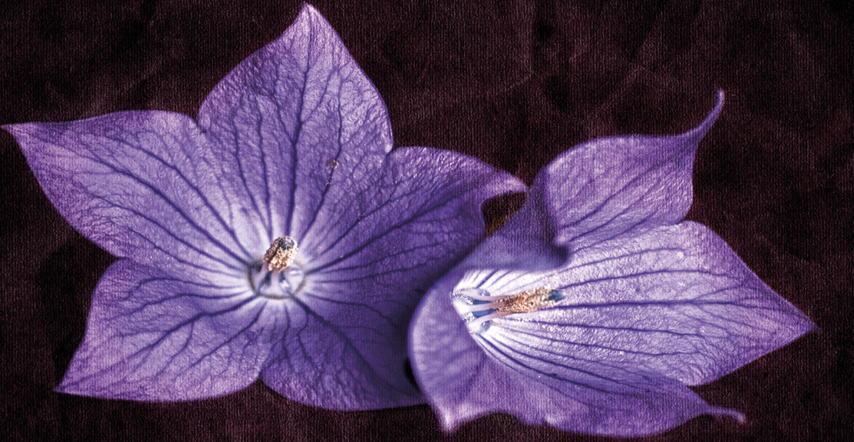 Balloon Flower