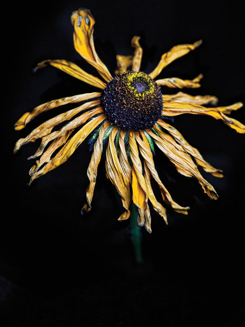Dried Sunflower
