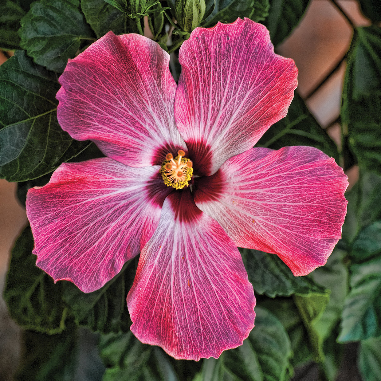 Pink Hibiscus