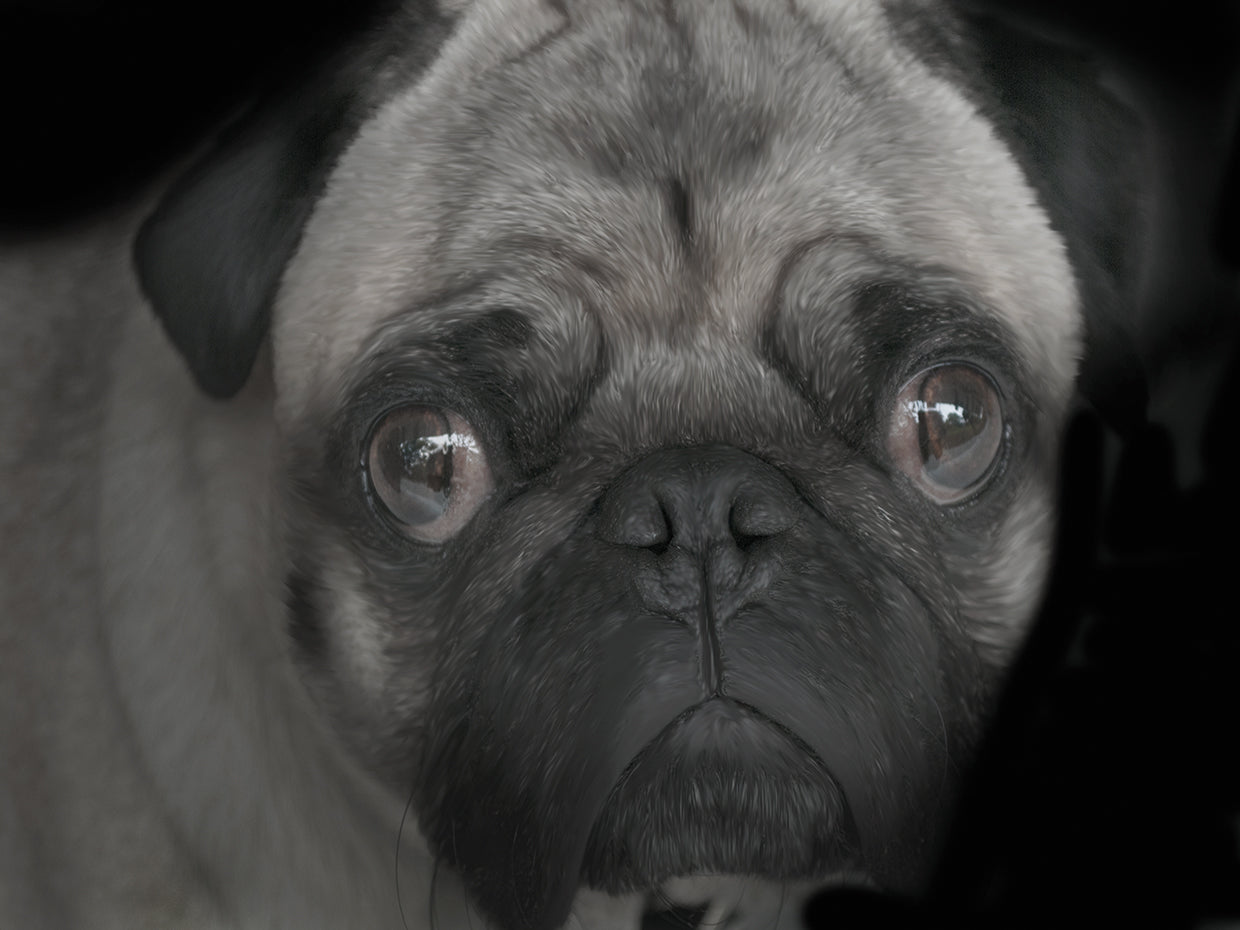 Pug