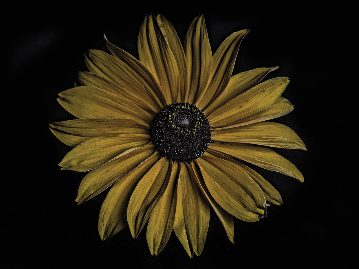 Bold Sunflower